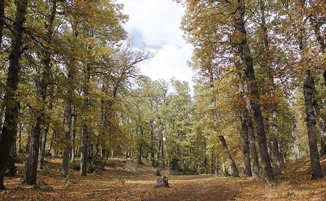 La nature dans le Akkar : une biodiversité remarquable